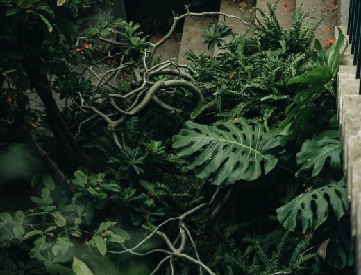 Shanghai Jungle（主体待核验） 官网横向主图